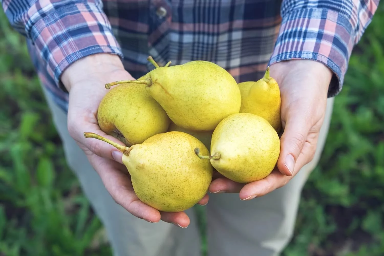 pear harvest
