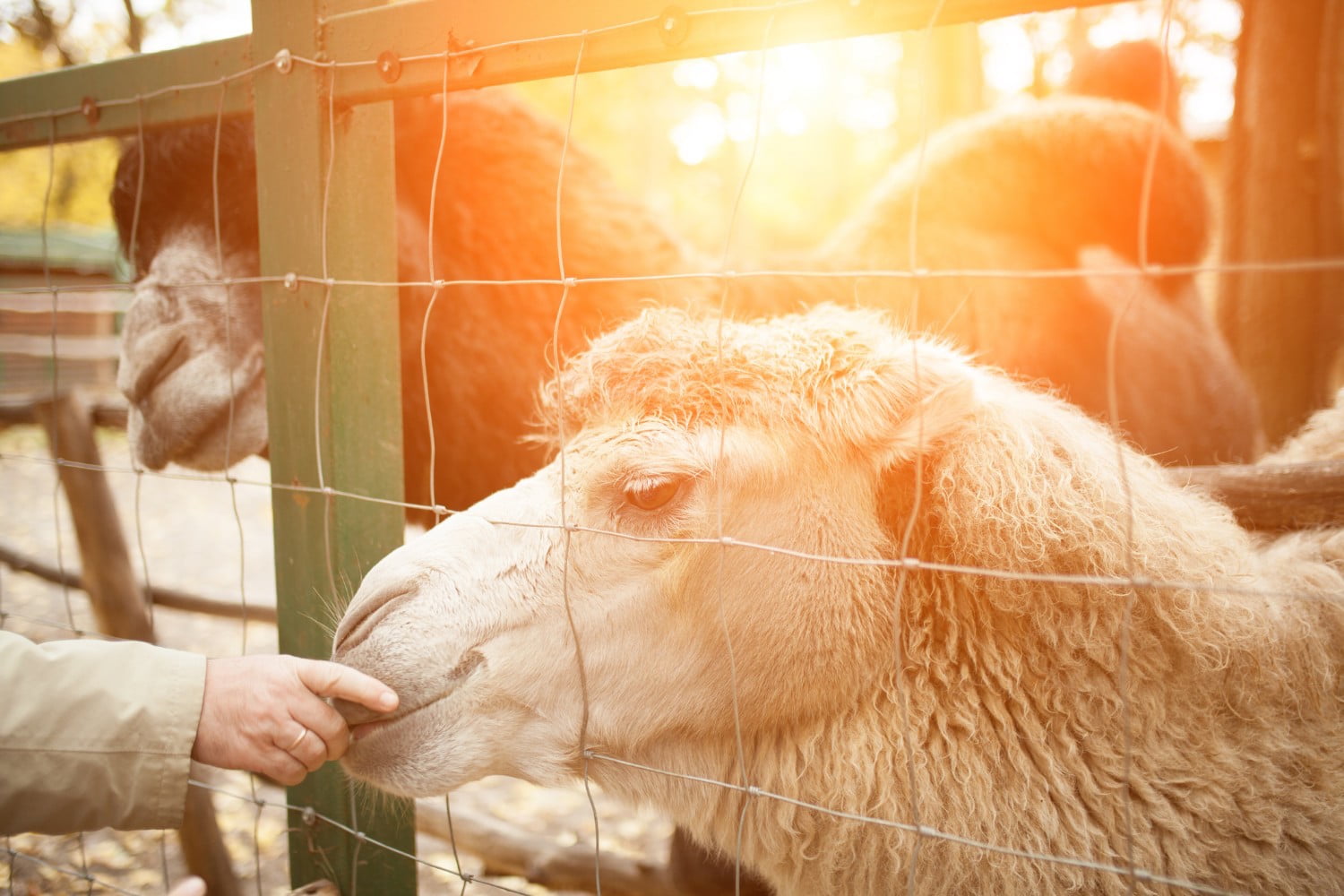 Family-Friendly Activities in Natural Bridge, VA | Natural Bridge Hotel