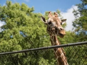 Giraffe peaks head over a fence