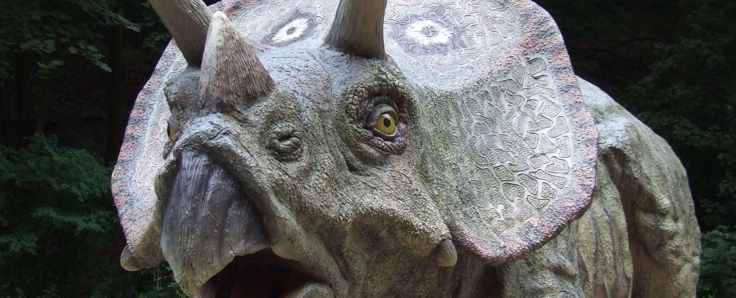 A triceratops