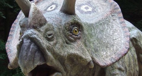 A triceratops