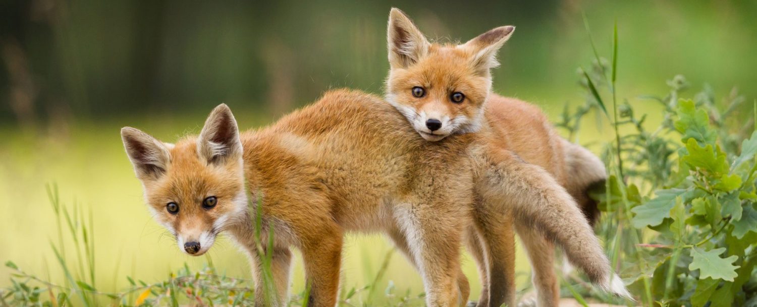 foxes wildlife in Natural Bridge VA